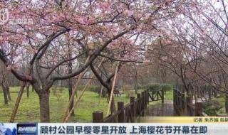 顾村公园樱花节门票